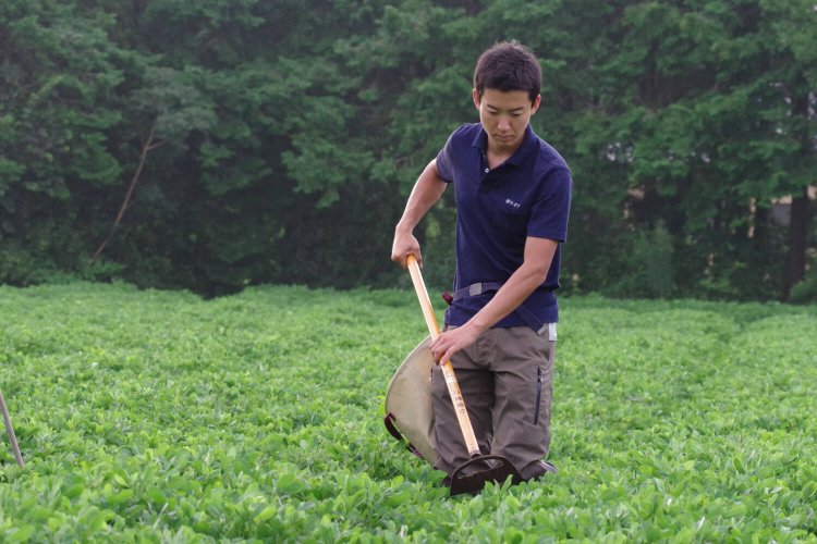 自社圃場での落花生栽培にも取り組んでいる（写真提供＝セガワ）。