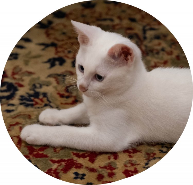 気づけば足元に子猫がちょこん。その愛らしい姿に心が和らぐ。