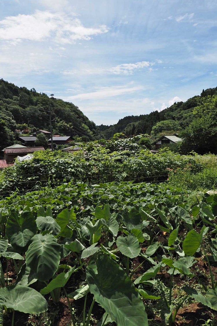 清水さんの畑から沢井川下流のほうを眺める。