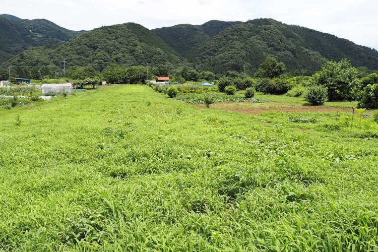 大日野原の畑。左側の平地は耕作されていない畑。この周りを電気柵で囲ってある。