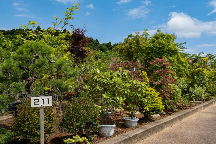 手頃なサイズの植木が並び、じっくり品定めできる「花・植木園」。
