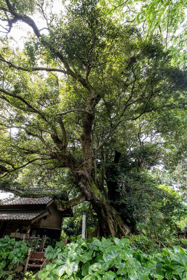 手前に踏み台が置かれ、直接スダジイに触れられる配慮もうれしい。