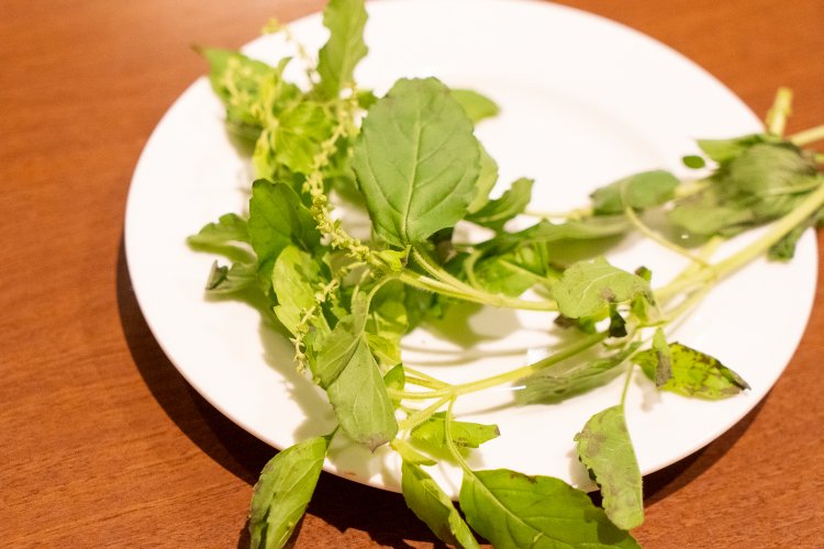 生のホーリーバジル。