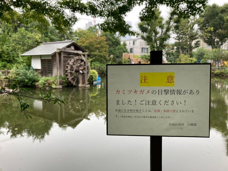 カミツキガメに注意だ！