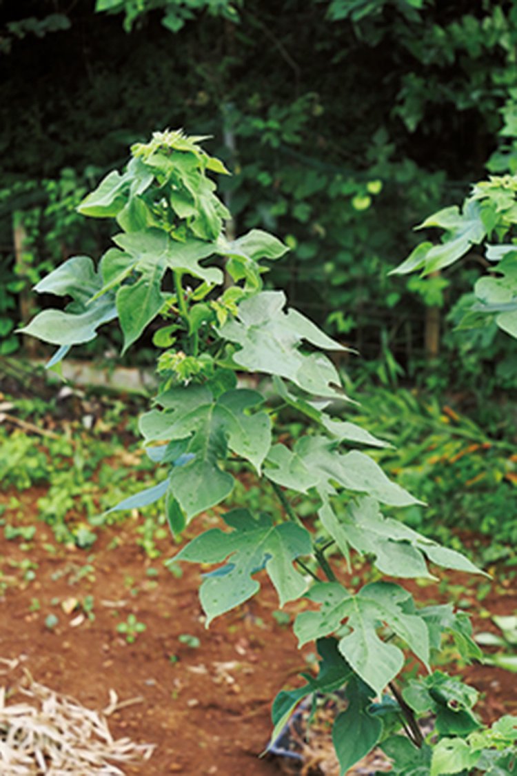 サトイモ畑の脇で育てている和紙の原料となる楮。