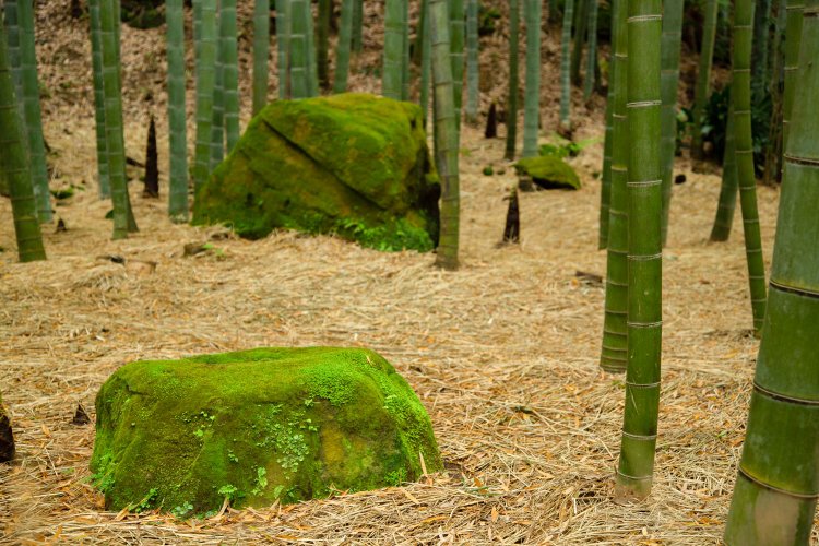 苔生した岩が竹の庭に点在し、いいアクセントになっている。