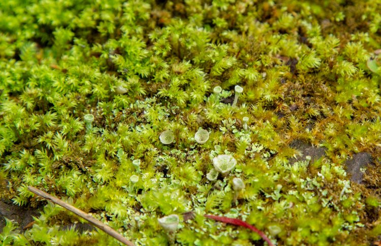 ラッパやカクテルグラスに似てる。