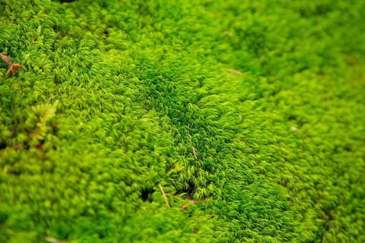 フサフサしていて触りたくなる。