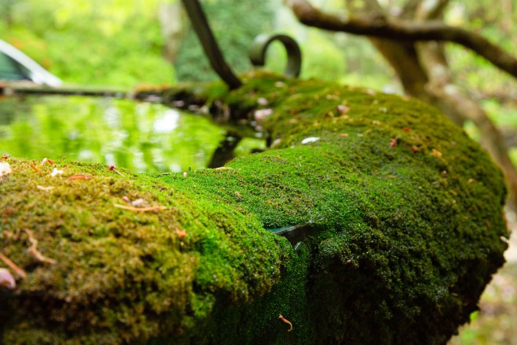 本堂の前に設置された天水桶も見逃せない。