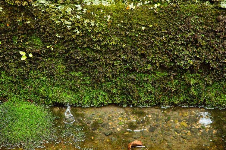 水路沿いは水気を含んでひときわつややか。