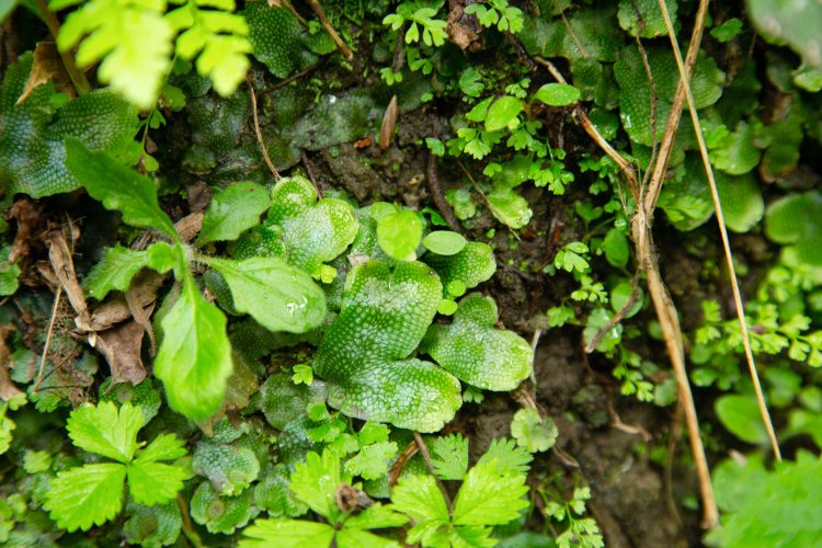 まるでは虫類のウロコのようだ。