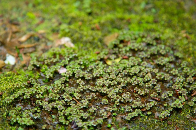 寄り添うみたいに群生している。