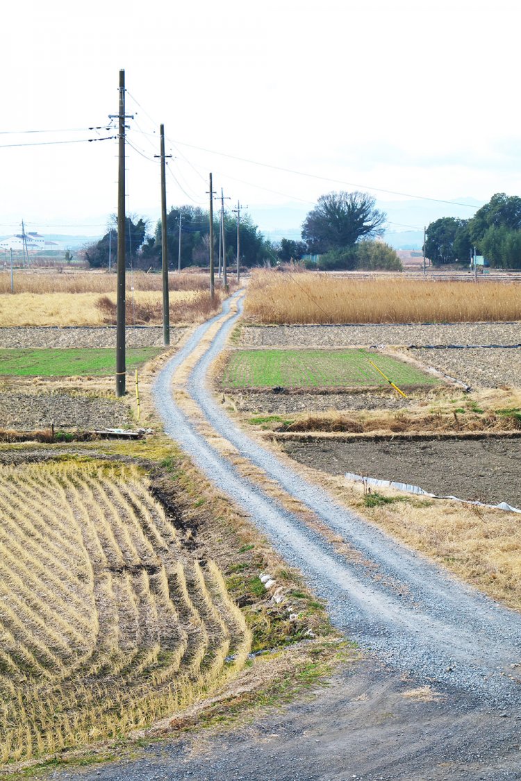 旧新川村の道脇には無住の地だが電柱が立つ。ここでは二毛作が行われており、稲と麦を作っている。小麦の生産量はかなり多い。