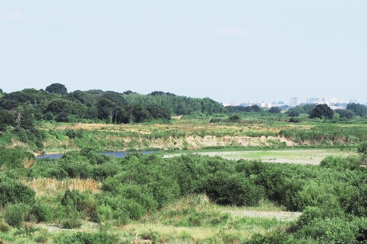 荒川舟運の最終基地だった新川河岸の跡。ここが積荷の玄関口だった。久下橋からの遠望。