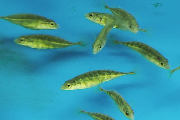 ムサシトミヨ。世界で熊谷にしか生息していない貴重な魚。