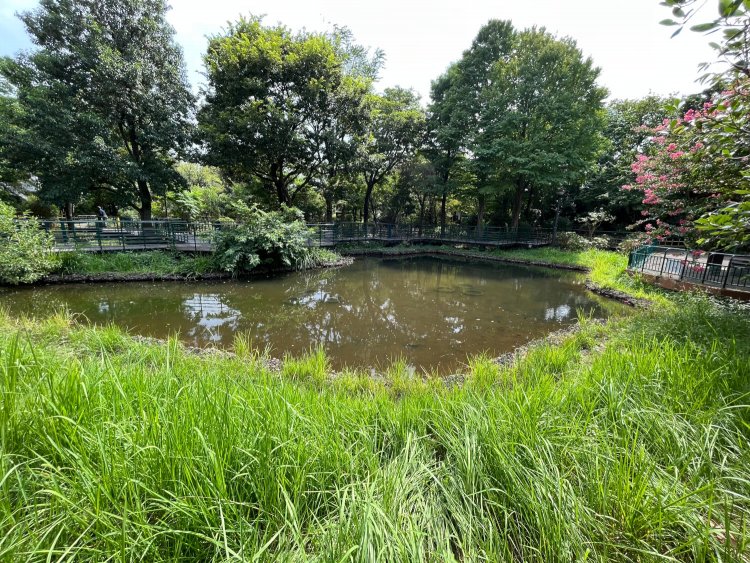 伊勢崎線の高架沿いを北上すると、牛田駅との中間で柳原千草園と出合う。四季折々の花が美しい。