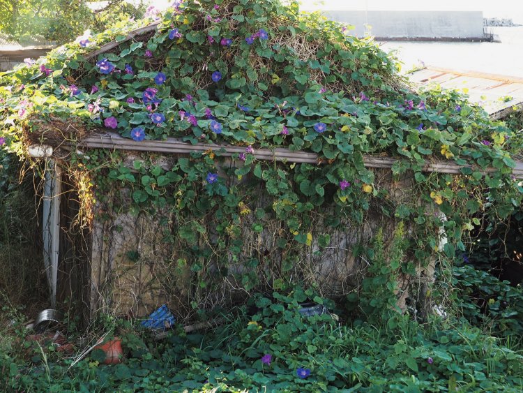 相浜港の近くの廃屋を覆ったアサガオのような植物。