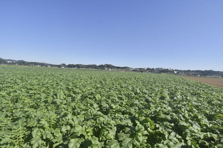 和田の地が肥沃であったことは、現在の様子からも伺える。