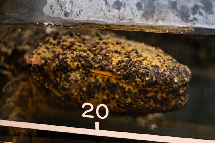 現在は2匹のオオサンショウウオを飼育中。静かにしていることが多いだけに、動いている様子を観察できれば好運だ。