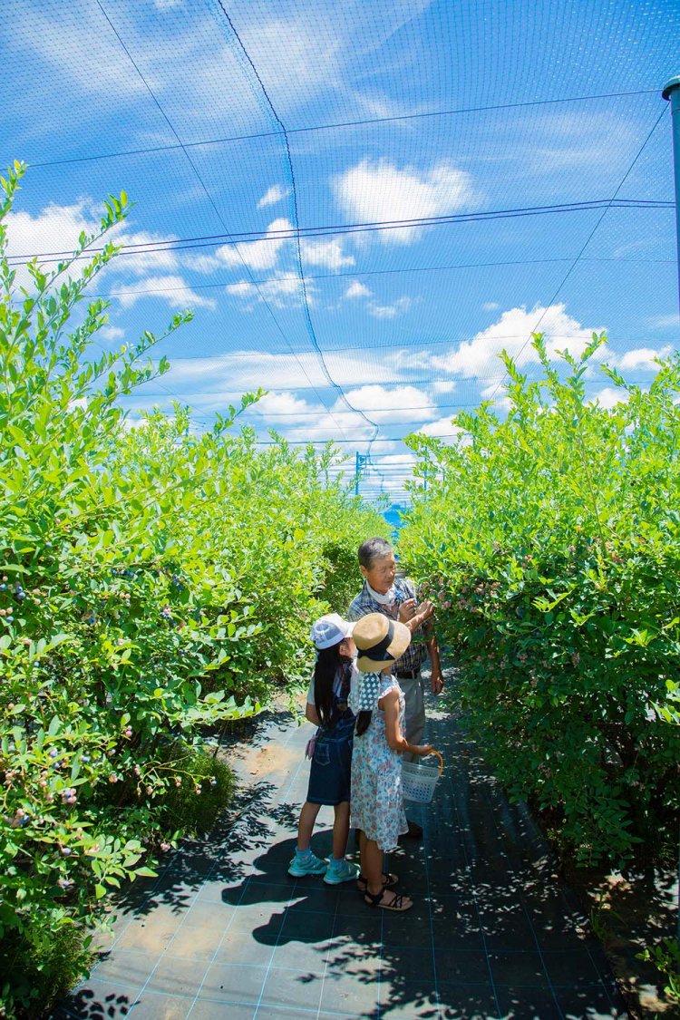 大泉学園　関口ブルーベリー農園
