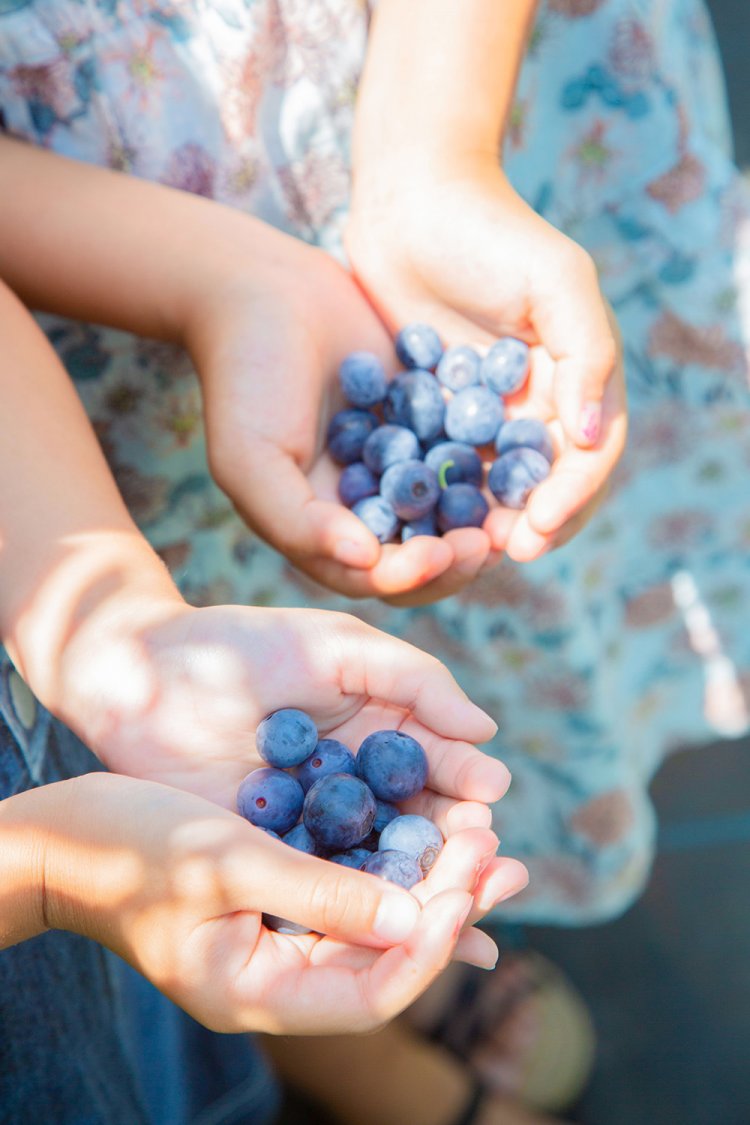 大泉学園　関口ブルーベリー農園2