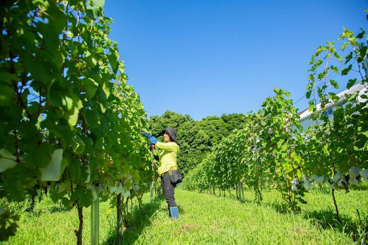 大泉学園　東京ワイナリー2