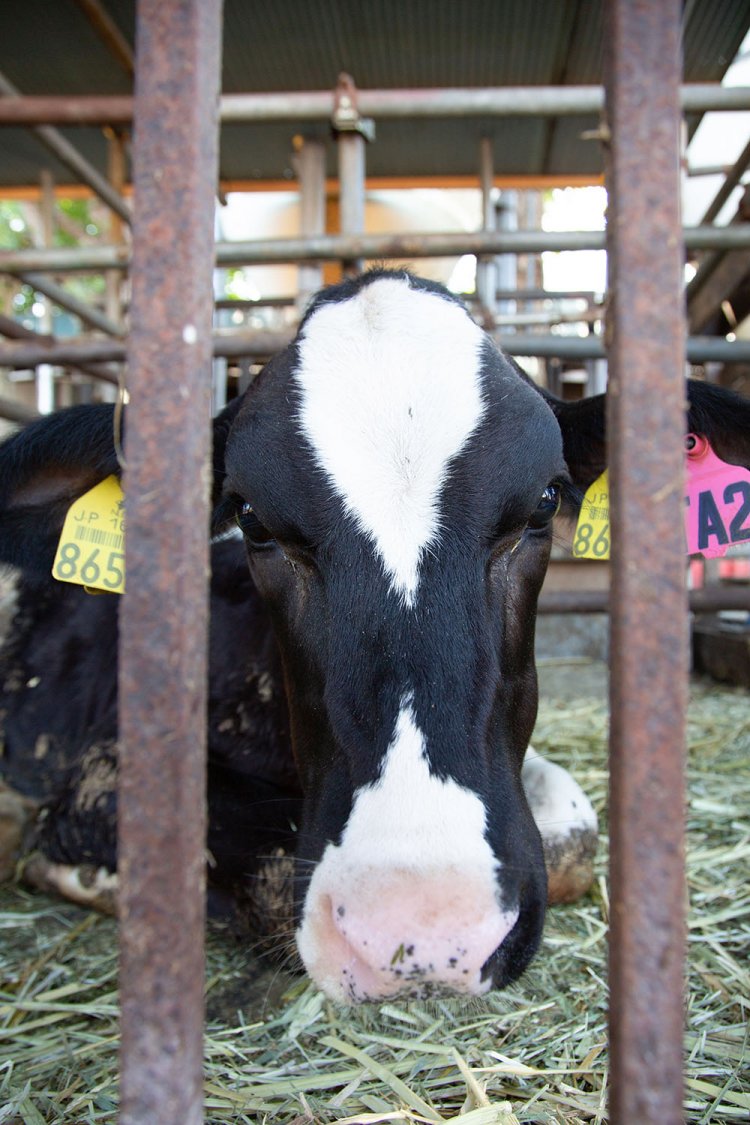 都内唯一の『小泉牧場』にはかわいい子牛も！