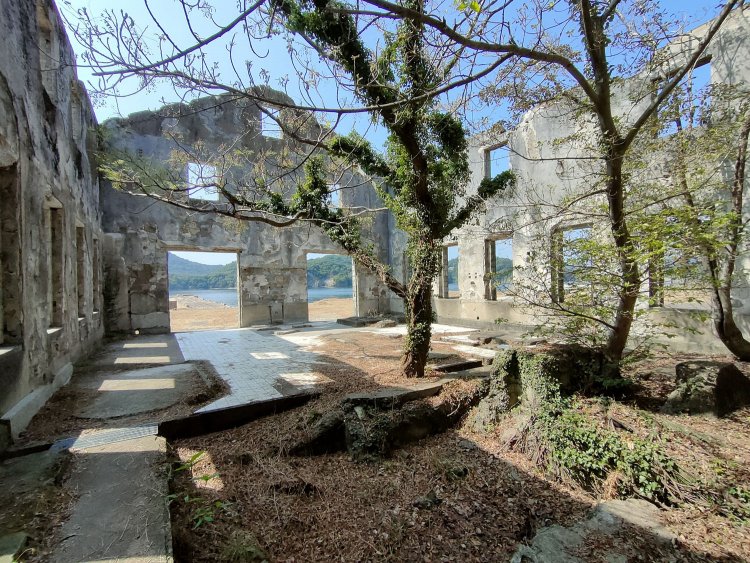 ポンプ所内のシンボリックな木を裏側から見る。ひとまずスマホのカメラでロケハンするが、絵になりすぎて困ってしまった。