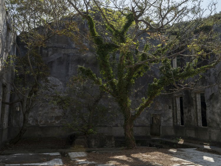 朝は逆光である。木の輪郭が浮かんで美しい。