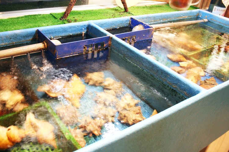 ハマグリ、オオハマグリ、サザエ、つぶ貝、オオアサリなど、生け簀からあげたばかりの新鮮な海の幸を浜焼きで堪能できる。