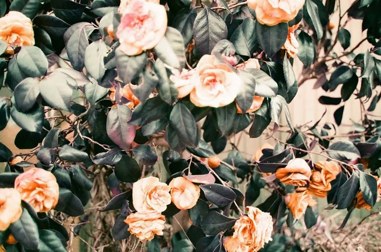 【カメラガールズ】LomoChrome Purple