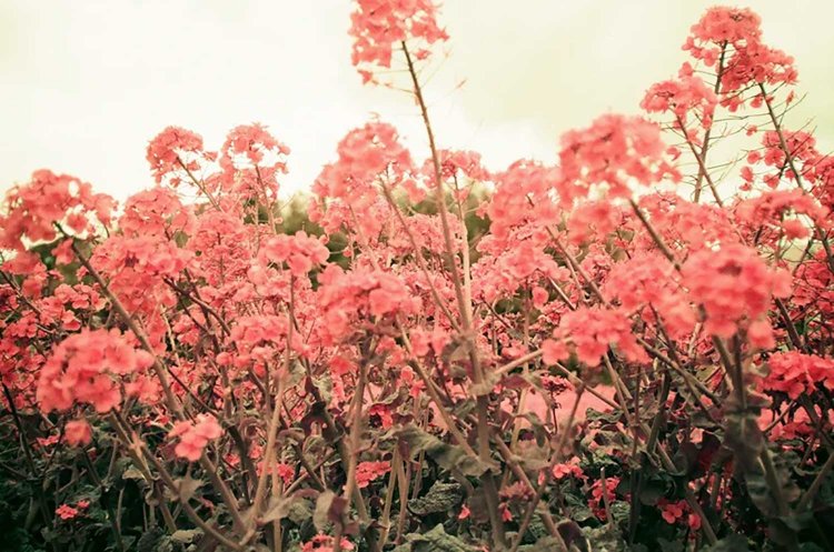 【カメラガールズ】LomoChrome Purple