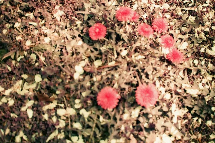 【カメラガールズ】LomoChrome Purple