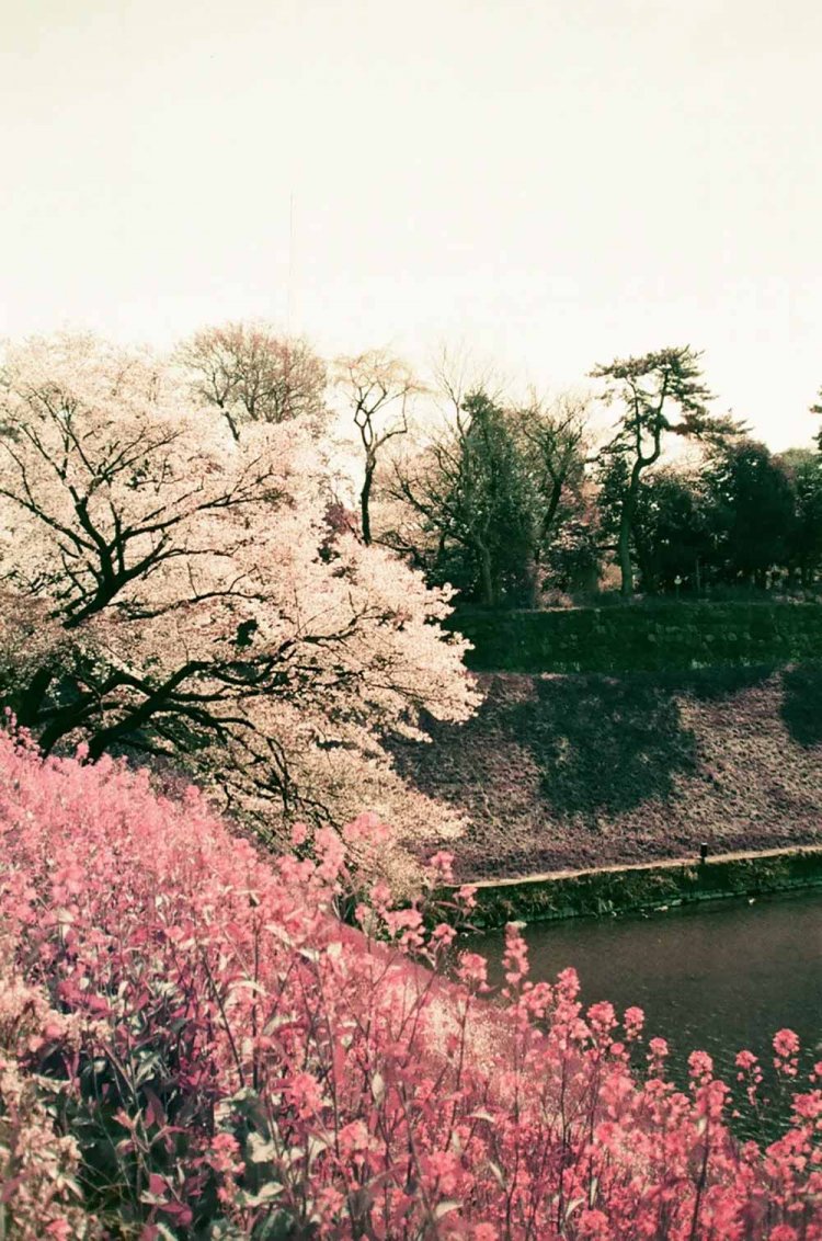 【カメラガールズ】LomoChrome Purple