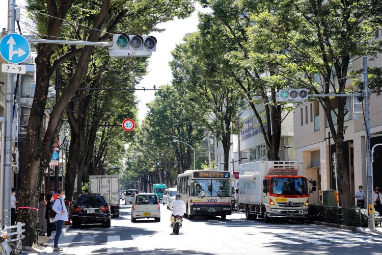 阿佐ケ谷のシンボルでもある中杉通りのケヤキ並木。青梅街道から早稲田通りまで約1.5㎞続く。