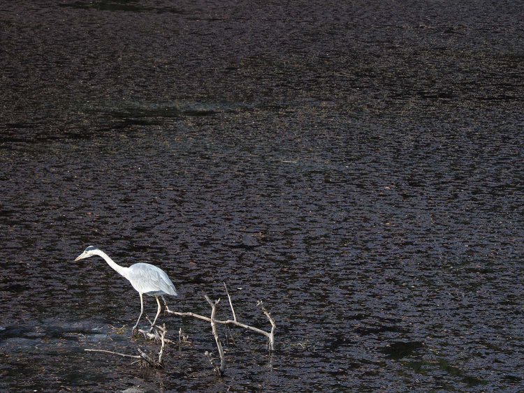 桔梗門から大手門へ至る途中にて。水上散歩マスター。