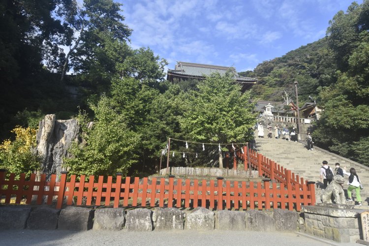 樹齢1000年を越えていた大銀杏は平成22年の強風で倒伏。