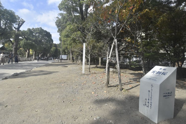 流鏑馬馬場の脇に植えられた桜の下に立つ歌碑。