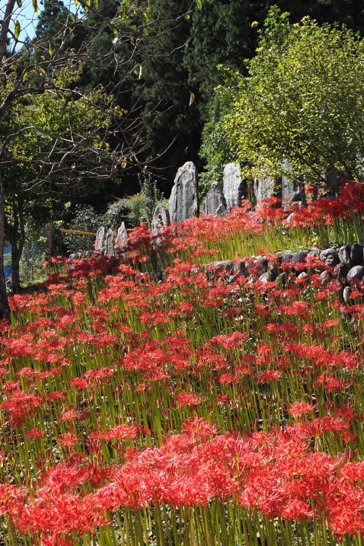 朝日根集落の中心部には、まさに彼岸にあるような彼岸花に囲まれたお墓があった。