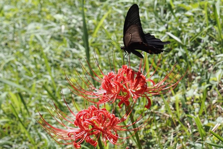 彼岸花に吸い寄せられたクロアゲハ。