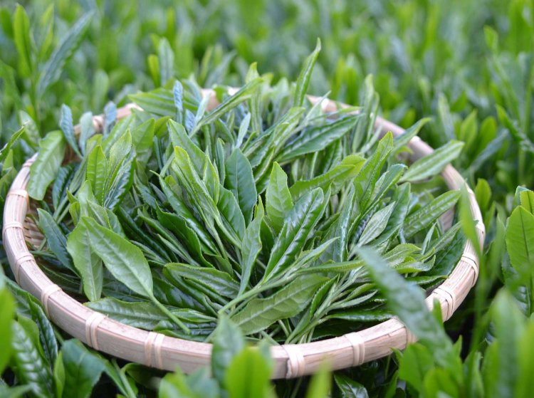 （画像提供：和茶倶楽部）