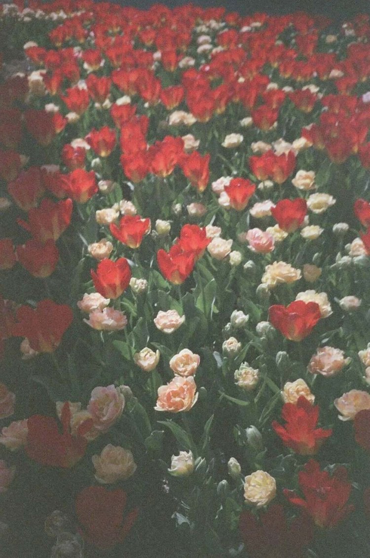 【カメラガールズ】有効期限切れのフィルムを使ってみた！