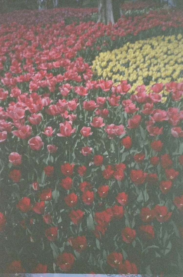 【カメラガールズ】有効期限切れのフィルムを使ってみた！