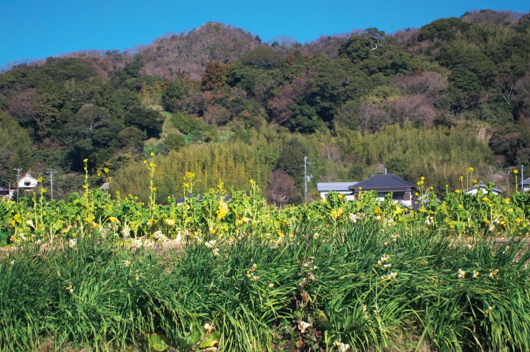 富山周辺の菜の花。1月のスイセンの季節が終われば、2月の初めから3月いっぱいくらいは菜の花のシーズンになる。