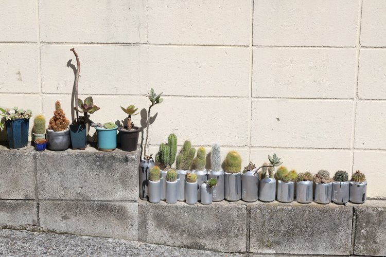 道端にサボテンが生えたアルミ缶が並ぶ。真造さん「世話している人と話したことがあります」。