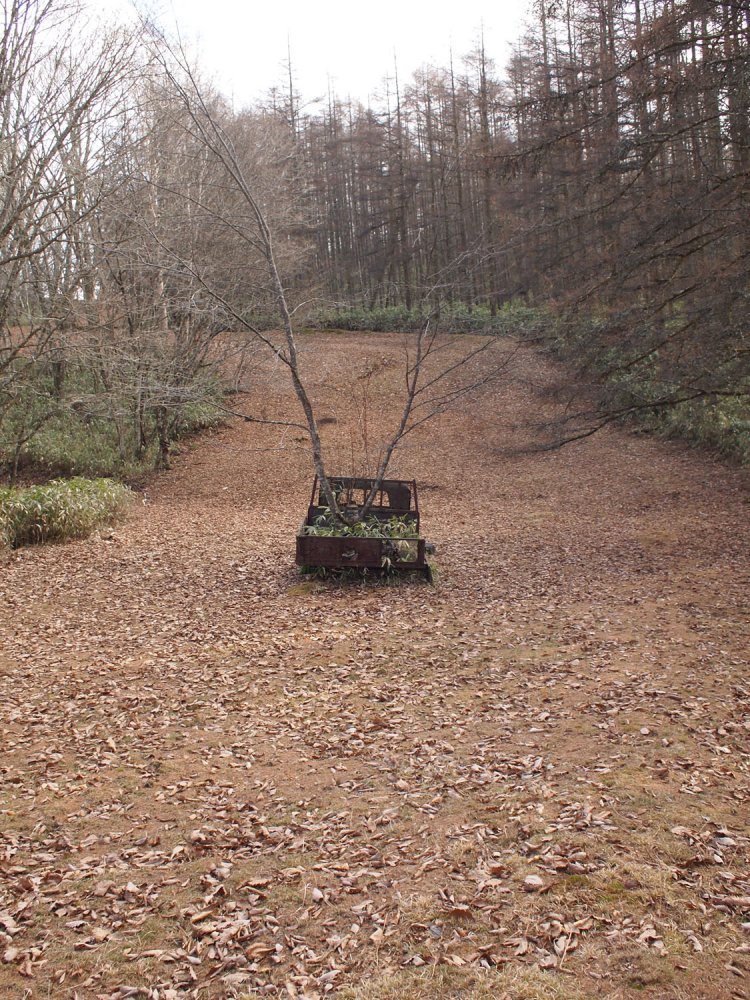 もうこの姿は“鎮座”である。２本の木（山桜）が羽のような角のような……。