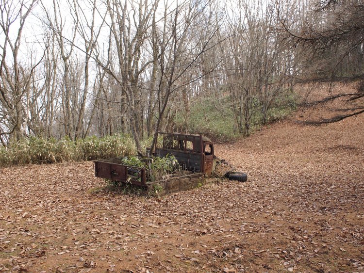 近づいてみると、たしかに荷台から木が生えている。しかも笹まで。よく見ると荷台の床面が腐っていて無くなっていた。