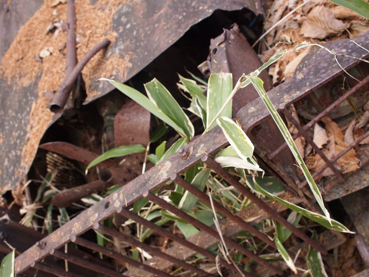 フロントグリル部分。プロペラみたいに見えるのはエンジンの冷却ファンかと思う。