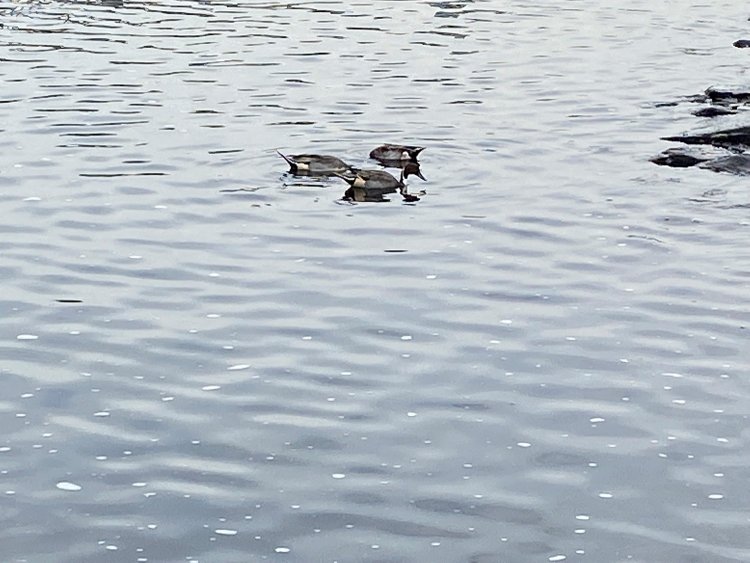 3羽もお散歩中かな？