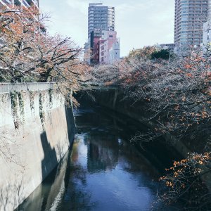 【週末民話研究】神田川・面影橋に伝わる悲話と山吹の里の碑
